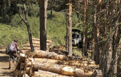 Tala de árboles en un monte de utilidad pública en la localidad de Montejo de la Sierra.