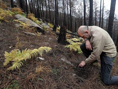 Ángel Iglesias, ingeniero forestal de la Junta de Castilla y León, examina el suelo tras el incendio que arrasó el monte en Gavilanes, Ávila.