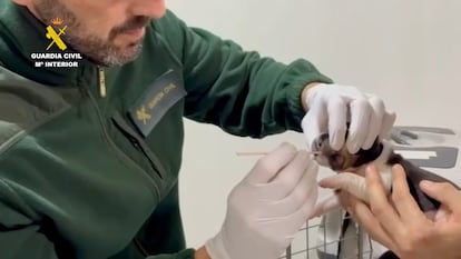 Perros abandonados Caspe