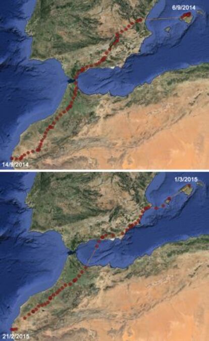 Viaje del &aacute;guila pescadora desde Mallorca hasta la costa de Marruecos (arriba) y regreso (abajo).