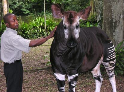 Un okapi en la República Democrática del Congo.