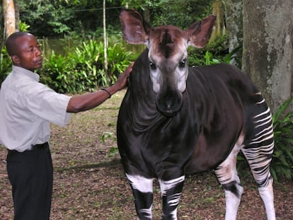 Un okapi en la República Democrática del Congo.