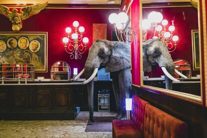 Mambo, elefante de René Cassely. Bar de la Emperatriz. Circo de Hiver Bouglionne (Francia, 2014).