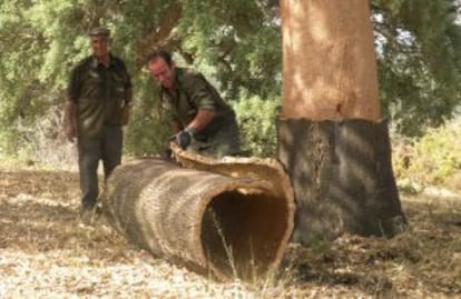 Dos operarios quitan la corteza a un alcornoque de la finca.