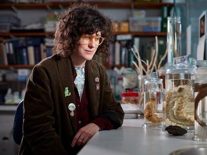 La investigadora Muriel Rabone en el Museo de Historia Natural de Londres (Reino Unido) observa dos pepinos de mar, una esponja y, abajo, una roca de nódulos polimetálicos.