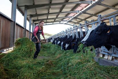 Una mujer alimenta a las vacas de su explotación agraria de Menorca.