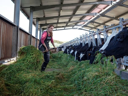 Una mujer alimenta a las vacas de su explotación agraria de Menorca.