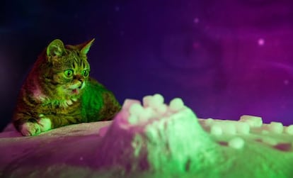 La gata Lil Bub en un fotograma de la pel&iacute;cula consagrada a sus peripecias. 