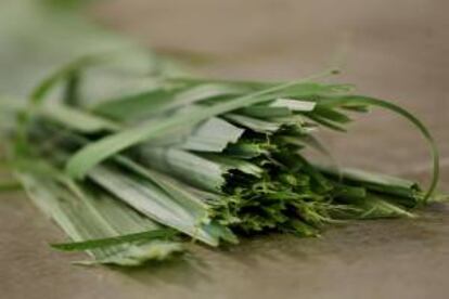 Fotografía de un detalle de hoja de caña cortada para el proceso para obtener papel a partir de residuos de la caña de azúcar en Cali (Colombia). COLOMBIA.INN