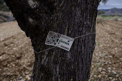 Una vez al mes, los miembros de Apadrina Un Olivo organizan visitas de los donantes al pueblo. Preparan excursiones, les enseñan el entorno, les llevan a visitar los campos y a ver el árbol que han apadrinado y que se identifica mediante un código QR. Los padrinos pueden bautizar a su olivo con su nombre o con el que quieran.