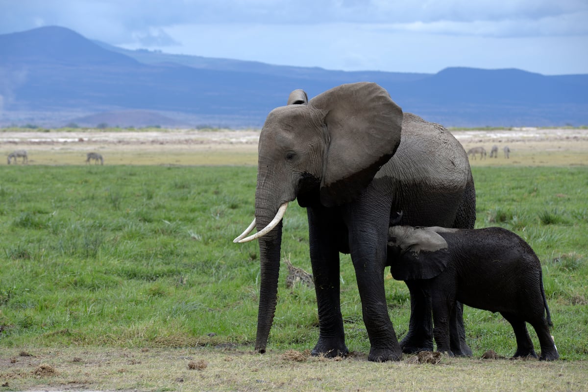Animals that debunk the myth of maternal instinct