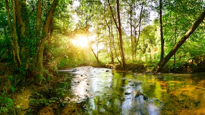 La iniciativa 'AZ Forest' reforestará, en 2025, 63 hectáreas con más de 77.000 árboles, sumando un total de diez bosques.