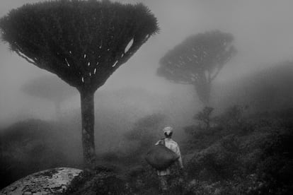 Un drago, el árbol que según la tradición nació de la sangre vertida en la lucha entre un elefante y un dragón, en Socotra.