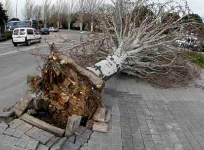 Un árbol fue arrancado de cuajo en la avenida del 25 de Septiembre