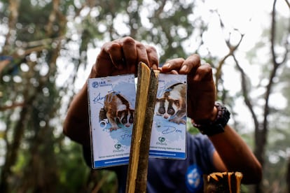 Un cuidador de la IAR coloca carteles con información sobre el nombre del primate Javan Slow Loris durante su liberación en un recinto de habituación en jaula en el Parque Nacional Gunung Halimun Salak.