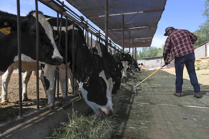 Un ganadero alimenta vacas para su negocio de producción de leche y queso este lunes, en Ciudad Juárez (México).