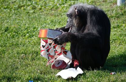 Un chimpacé abre su regalo de Navidad en el Safari de Palm Beach, Florida (EE.UU).