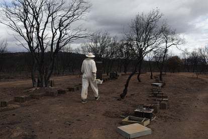 Álvaro Lobato junto a una de sus colmenas afectadas por el incendio del pasado mes de agosto la cual sigue funcionando para apoyar la biodiversidad de la zona.