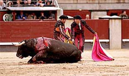 Primer toro de la tarde de Fernando Cepeda, en la corrida en Las Ventas.