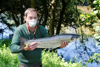 El río Narcea dio este martes el 'campanu' de Asturias, el primer ejemplar capturado tras la apertura de la temporada de pesca de salmón. Ha sido atrapado por el empresario Íñigo Justo Fernández en El Güeyu, en Pravia, y ha pesado 5,3 kilos.