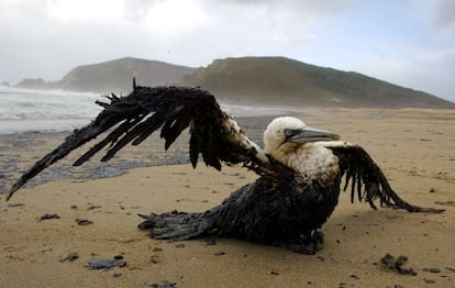 Un ave afectada por el fuel vertido por el accidentado petrolero Prestige, permanece en la playa gallega de "Mar de fora", cercana a Finisterre (A Coruña), el 21 de noviembre de 2002.
