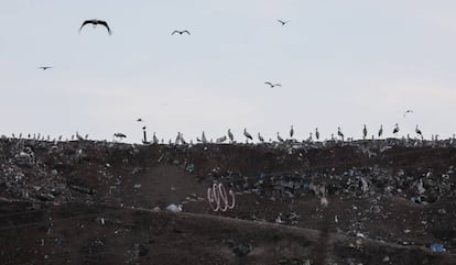 Un grupo de cigüeñas en el vertedero de basura de la mancomunidad del Este, en Alcalá de Henares.