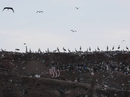 Un grupo de cigüeñas en el vertedero de basura de la mancomunidad del Este, en Alcalá de Henares.