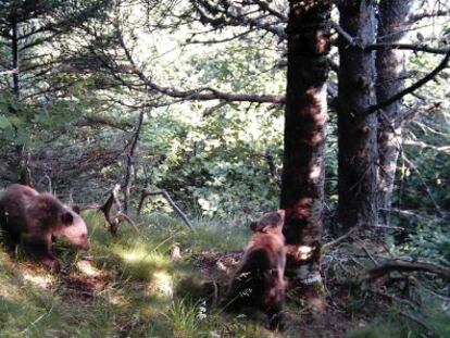 Dos cr&iacute;as de oso en los bosques del Pirineo catal&aacute;n.