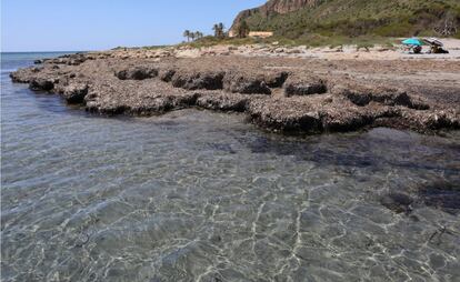 Posidonia en la playa de Santa Pola (Alicante).