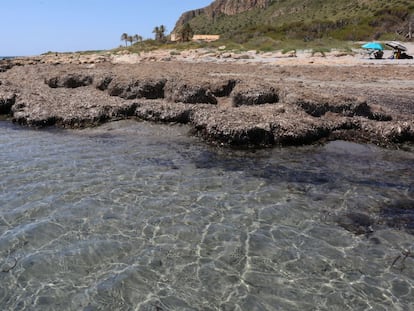 Posidonia en la playa de Santa Pola (Alicante).