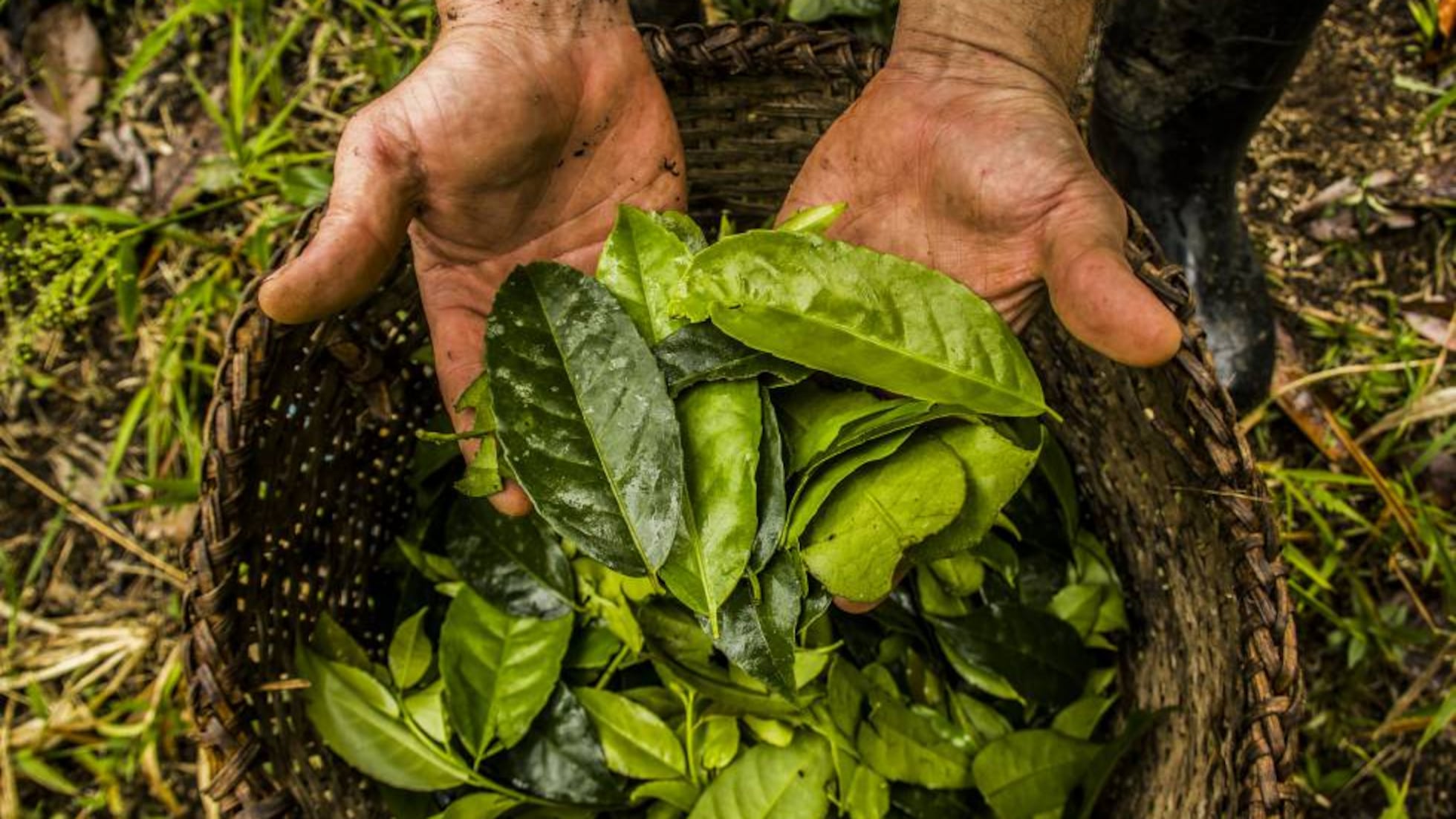 Guayusa: La planta amazónica con más antioxidantes que el té | Planeta Futuro | EL PAÍS
