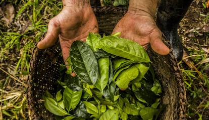 Hojas de guayusa, una planta originaria de la Alta Amazonía que se consume desde hace más de mil años por sus propiedades energéticas, antioxidantes y antiinflamatorias.