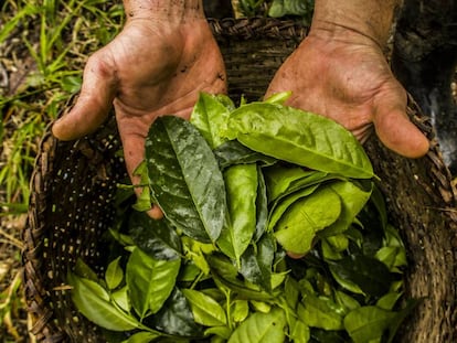 Hojas de guayusa, una planta originaria de la Alta Amazonía que se consume desde hace más de mil años por sus propiedades energéticas, antioxidantes y antiinflamatorias.