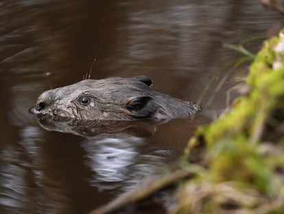 A beaver swims in the water after a licensed release of beavers at Purbeck Heaths National Nature Reserve, after the Government approved licences for wild releases of beavers, whose dams, canals and ponds boost wildlife and protect against floods and droughts. Picture date: Wednesday March 5, 2025. (Photo by Andrew Matthews/PA Images via Getty Images)