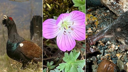 El urogallo, un geranio único, y el desmán