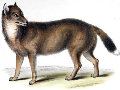Ilustraci&oacute;n de un lobo de las Malvinas de la obra &#039;Zoolog&iacute;a del viaje del Beagle&#039;, de Charles Darwin.