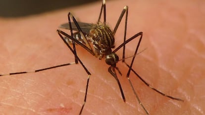 Ejemplar de mosquito 'Aedes japonicus'.
