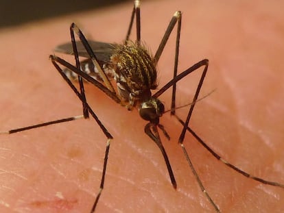 Ejemplar de mosquito aedes japonicus.