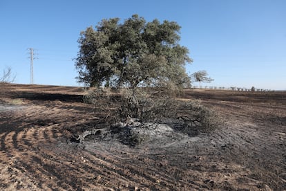 Zona calcinada en las afueras de Méntrida,Toledo. 