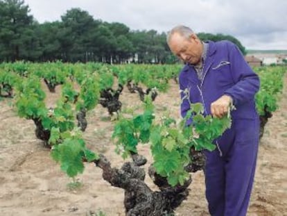 Cepas de las Bodegas Hermanos Pérez Pascuas.
