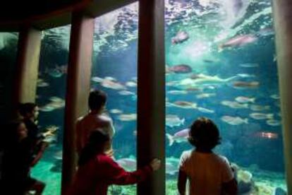 Uno de los tanques del Aquarium Finisterrae.