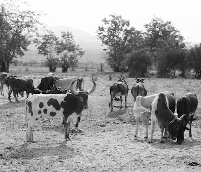 Rebaño de vacas de una pareja de ancianos asesinados por brujos. En algunos casos, los celos hacia una familia o parientes más ricos, pueden ser el origen de un acusación.