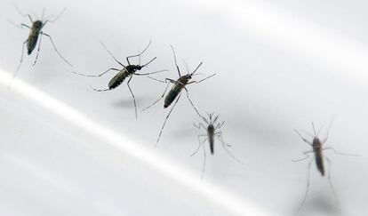 Mosquitos transmisores del chikungunya, en un laboratorio.