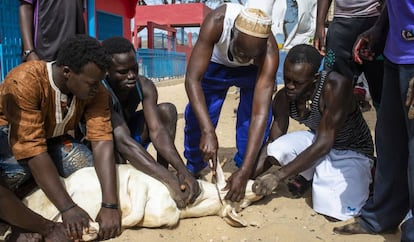 La familia Dieye sacrifica un cordero frente a su casa en Saint Louis (Senegal) por la celebración del tabaski el 12 de agosto de 2019.