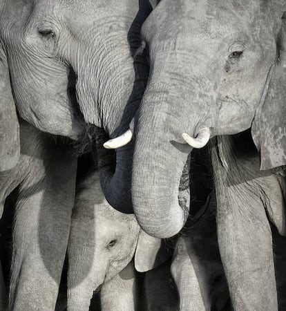 Una familia de elefantes en el delta del Okavango, en Botsuana.