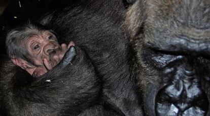 La madre gorila Ali con su cr&iacute;a, nacida en el Bioparc