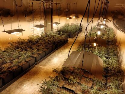 La plantación de marihuana, en la casa.