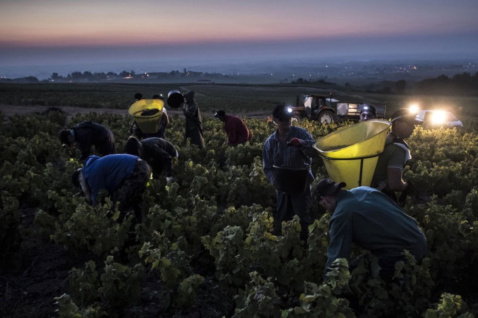 Cerca de 13.000 temporeros españoles trabajarán en la vendimia francesa por 2.156 euros brutos al mes