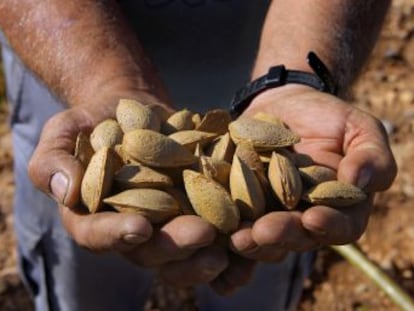 Científicos españoles secuencian el genoma del fruto seco, tan demandado que su precio se ha disparado