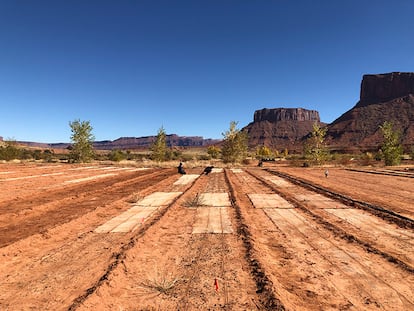 El vivero de biocostras en el desierto de Utah. La ecloga Sasha Reed y sus colegas cultivan biocostras en telas biodegradables que pueden enrollar, transportar y desenrollar de nuevo en zonas que necesitan restauracin. Aqu, las costras desenrolladas se estn estableciendo en parcelas de prueba.